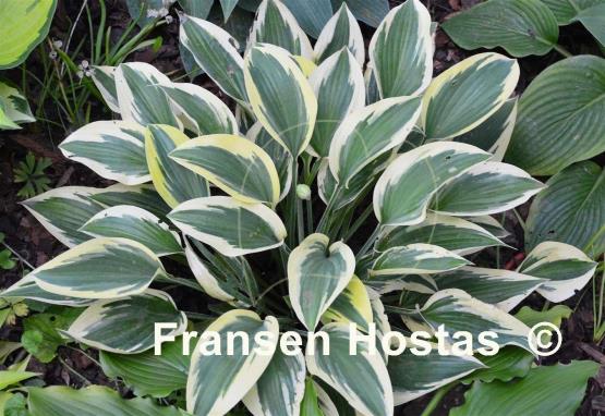 Hosta Angelique